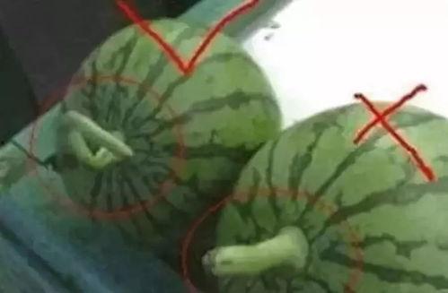 吃瓜群众怎么挑选西瓜,如何挑选美味多汁的西瓜