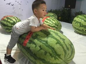 汾阳吃瓜群众事件